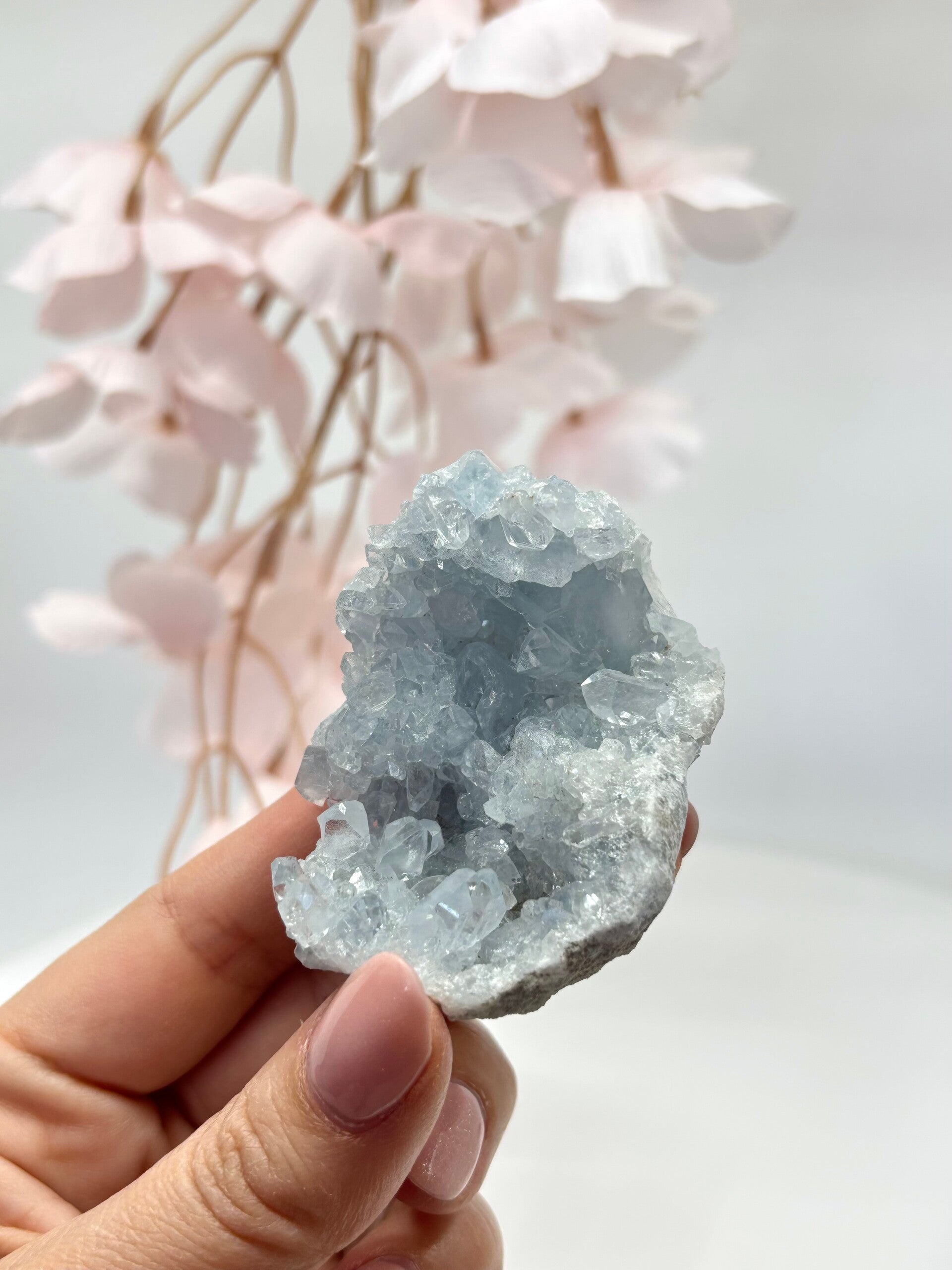 Blauwe Celestien 11.