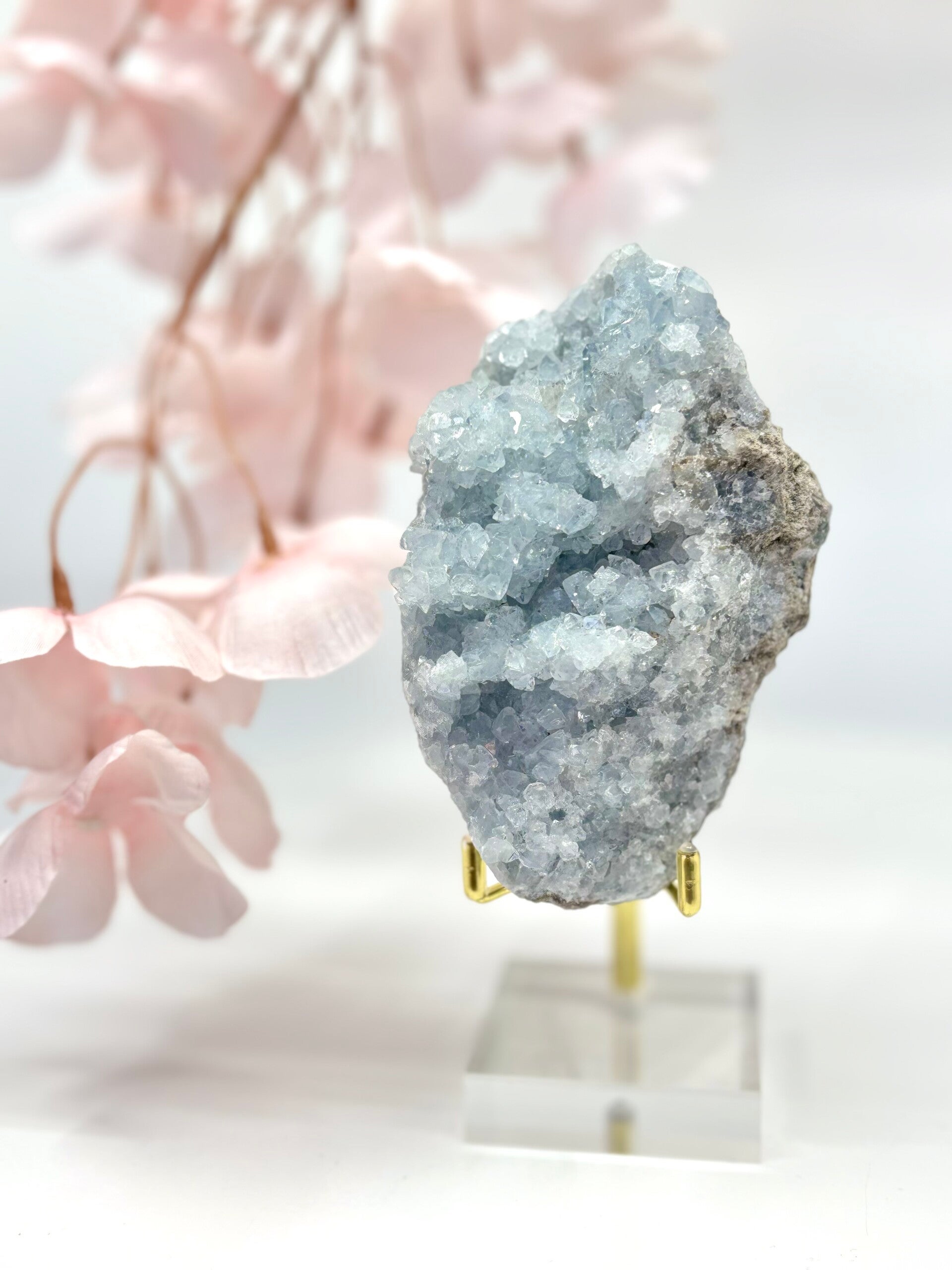 Blauwe Celestien 10.