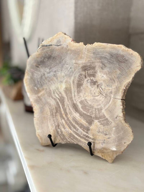 Versteend Hout