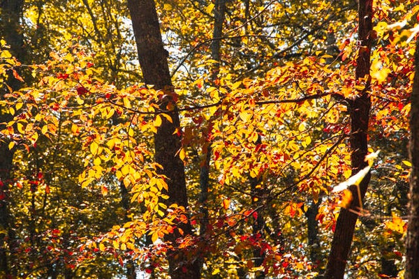 FALL PICS