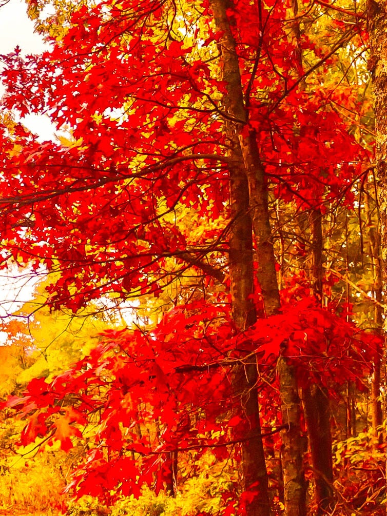 FALL PICS