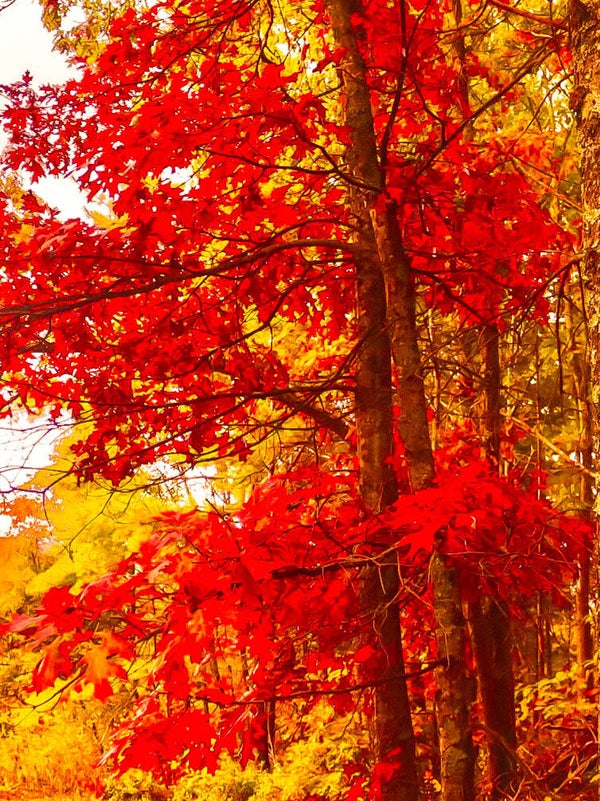 FALL PICS