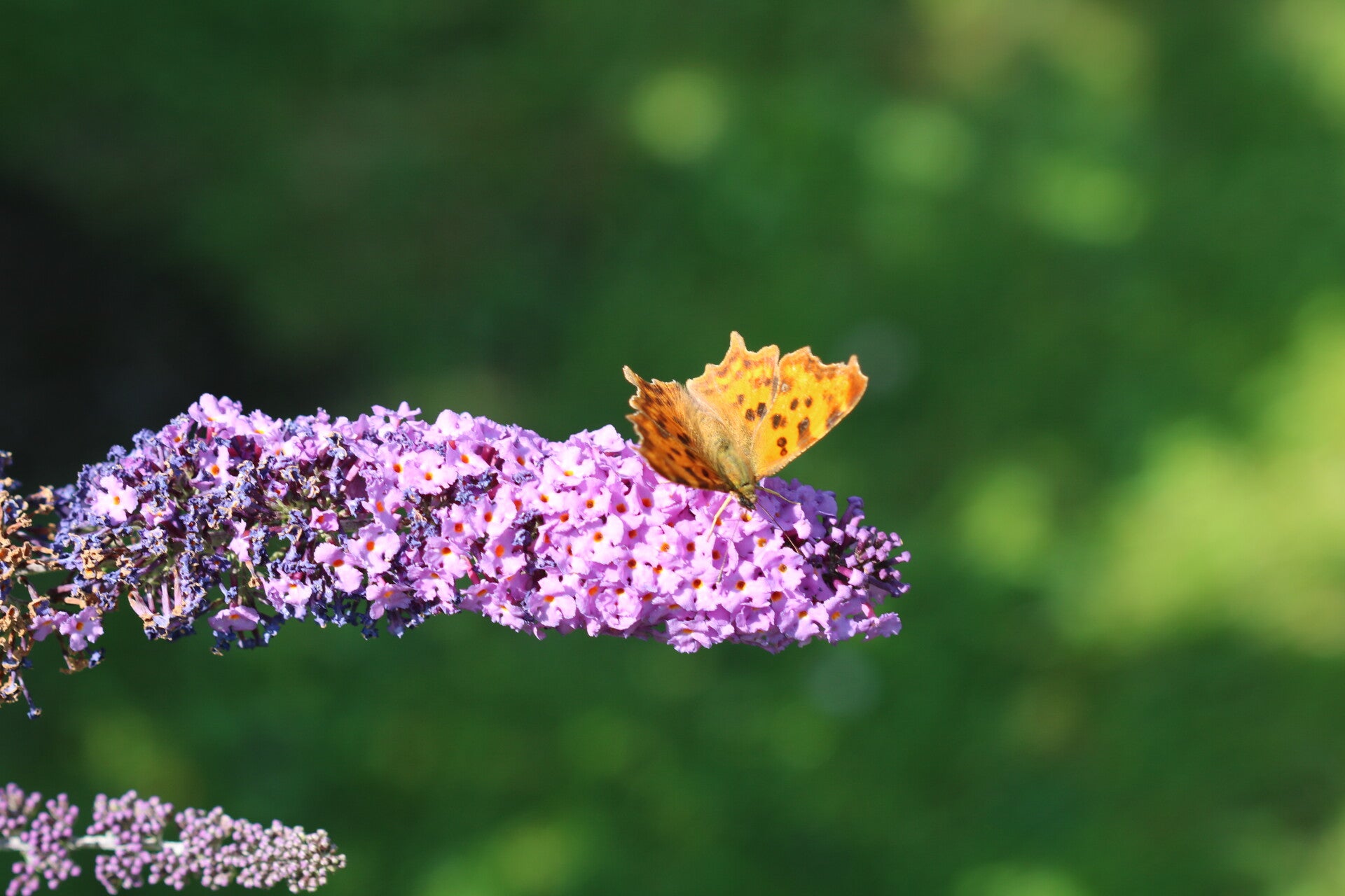 img_9893.jpg