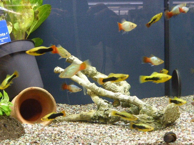 p1450181.jpg