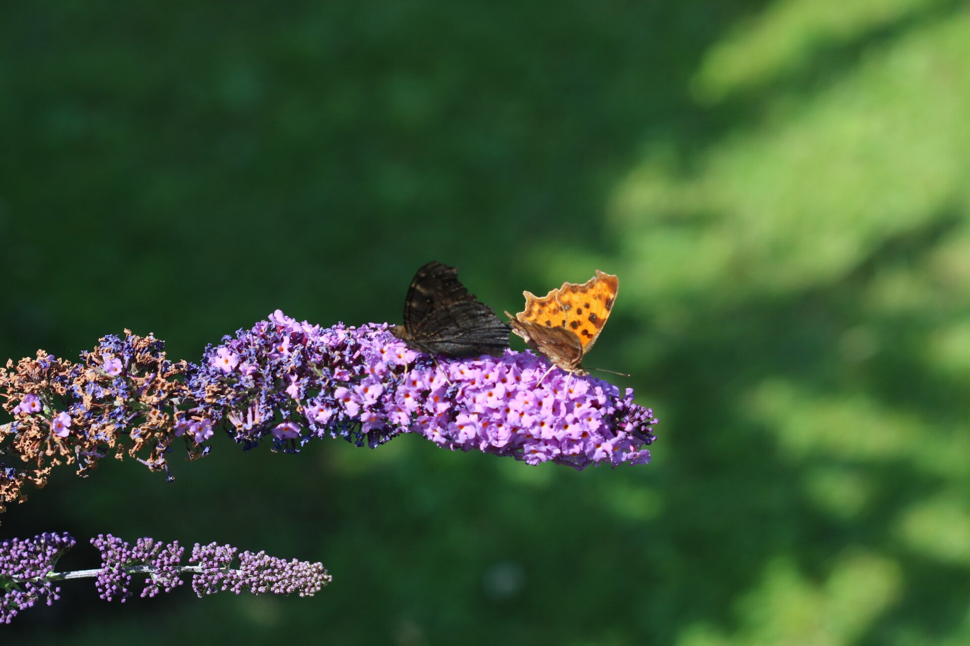 img_9892.jpg