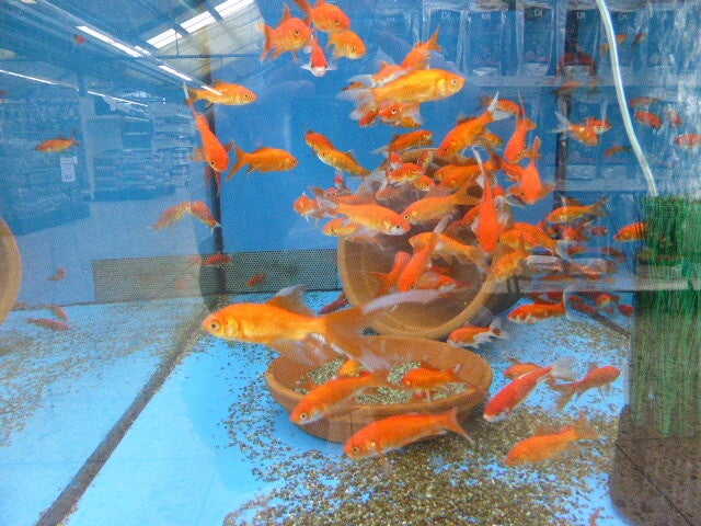 p1450203.jpg