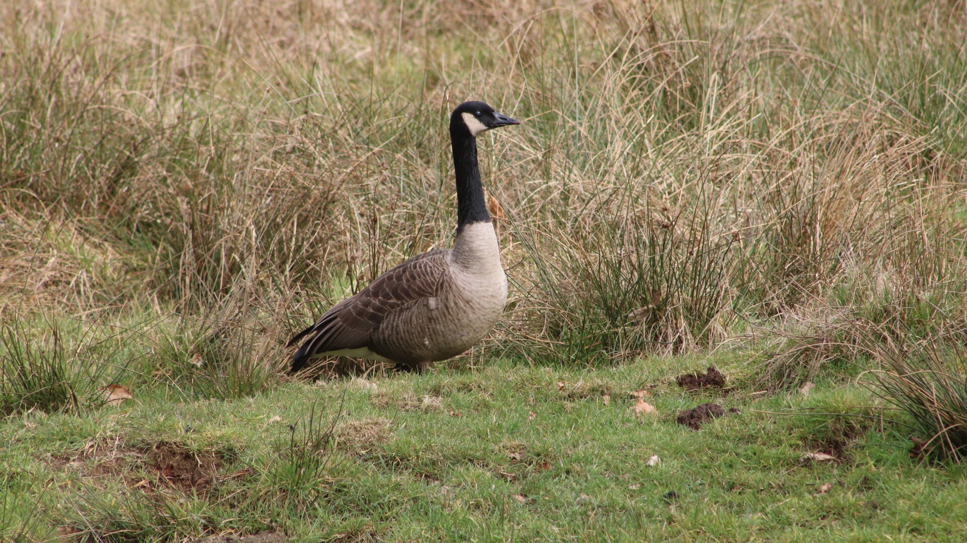 img_9688jpg.jpg