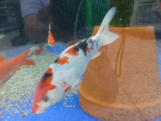 p1450219.jpg