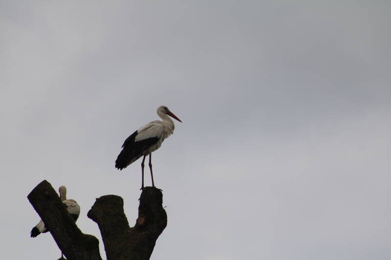 img_0468-standard.jpg