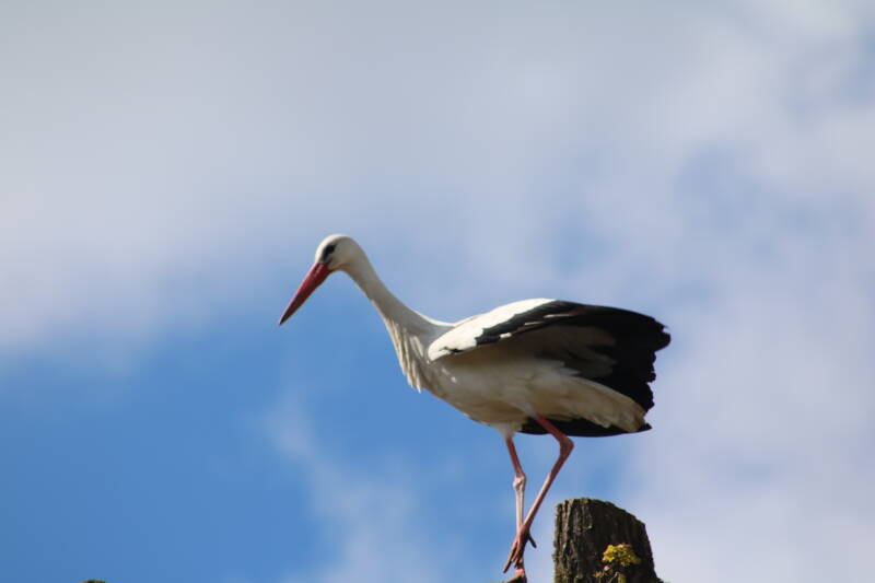 img_0860-standard-5exuf8.jpg