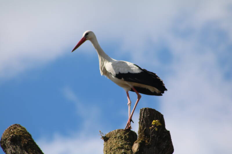 img_0861-standard-tk0z7w.jpg