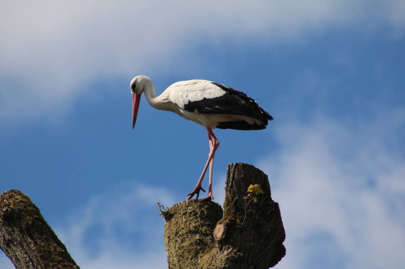 img_0863-standard-p5fgnc.jpg