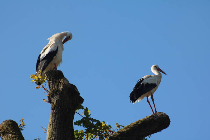 img_1650-standard-3ehr2h.jpg