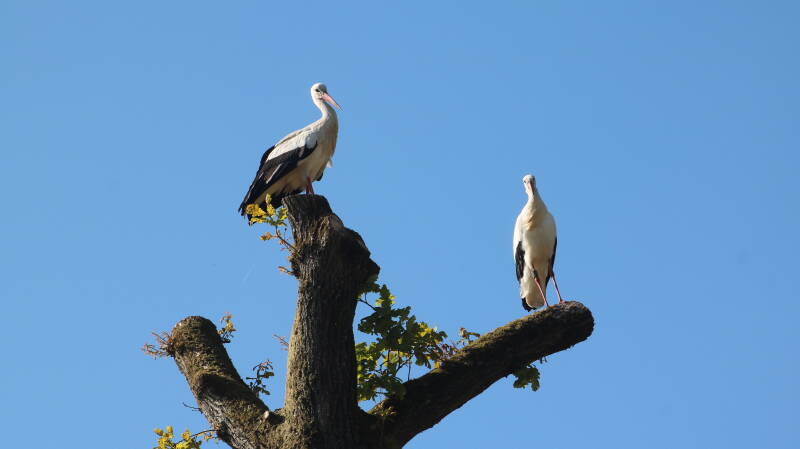 img_1654-standard-imsjfd.jpg