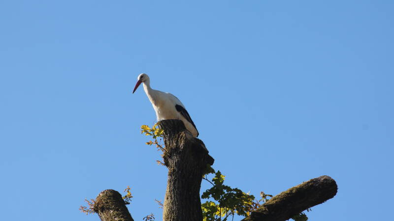 img_1655-standard-4aezyq.jpg