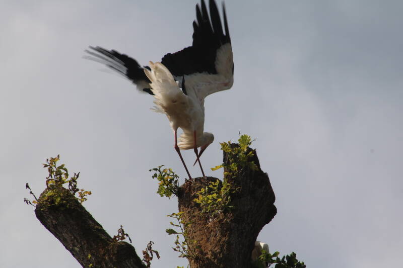 img_2195-standard-idm2et.jpg