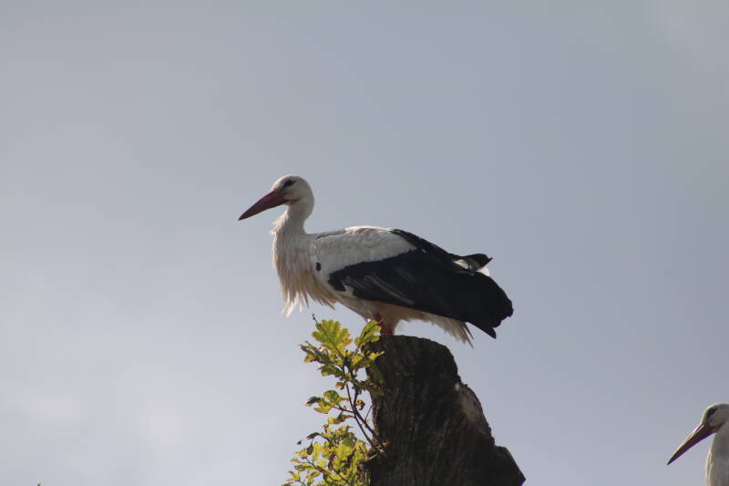 img_2203-standard-w9iye0.jpg