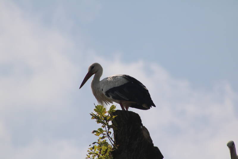 img_2209-standard-wpr6ne.jpg