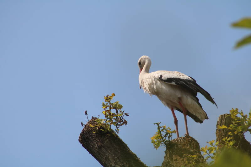 img_2223-standard-ujgf5s.jpg