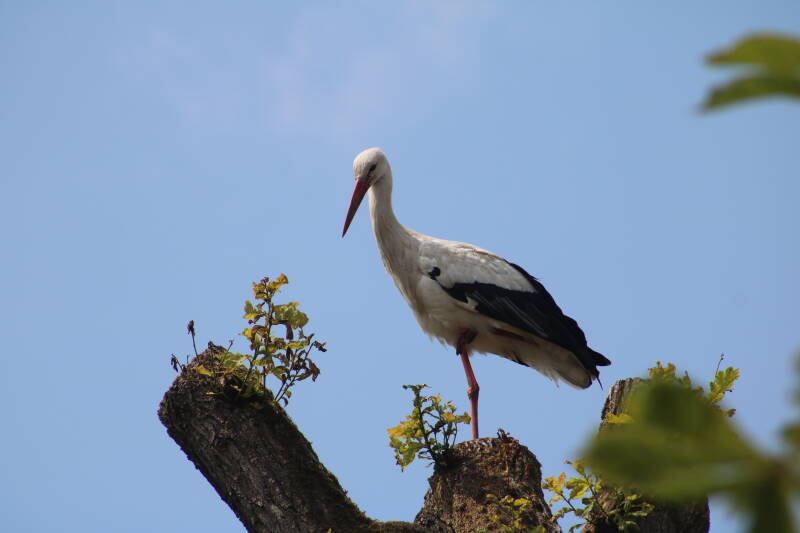 img_2233-standard-dhf0hf.jpg