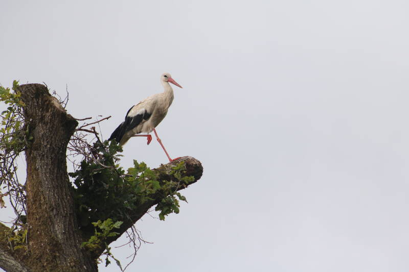 img_2285-standard-j0frma.jpg