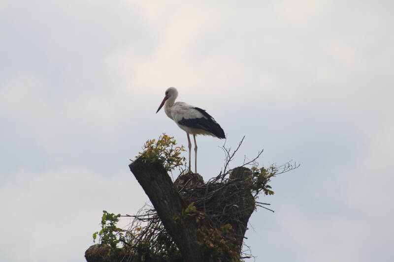 img_2578-standard.jpg