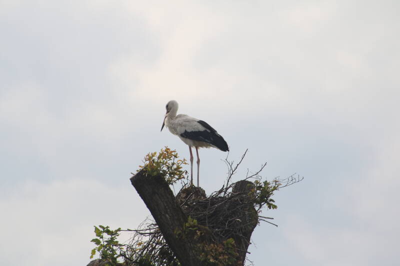 img_2579-standard.jpg