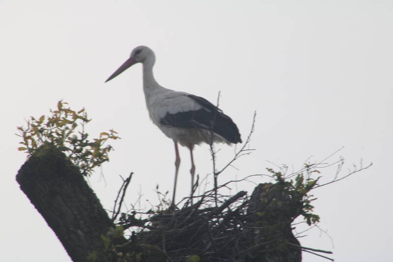 img_2590-standard.jpg