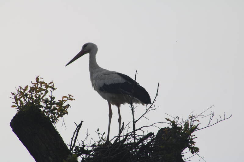 img_2591-standard.jpg