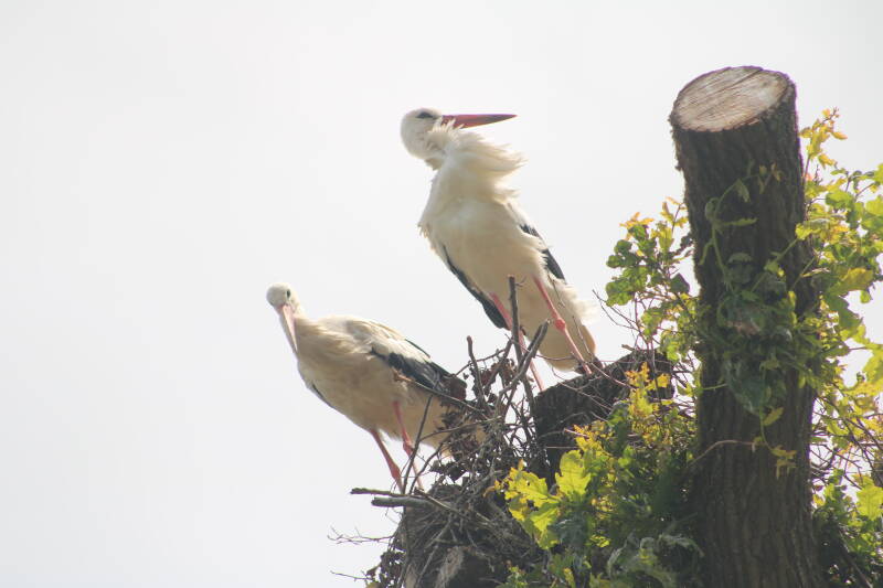 img_3771-standard.jpg