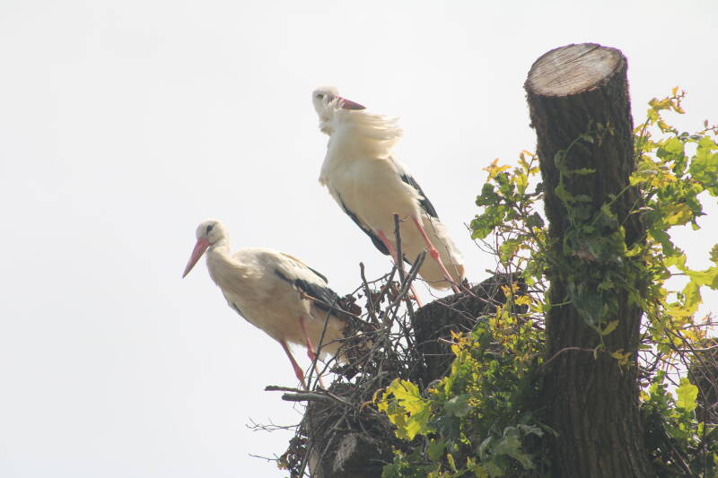 img_3772-standard.jpg