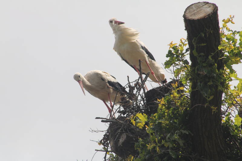 img_3773-standard.jpg