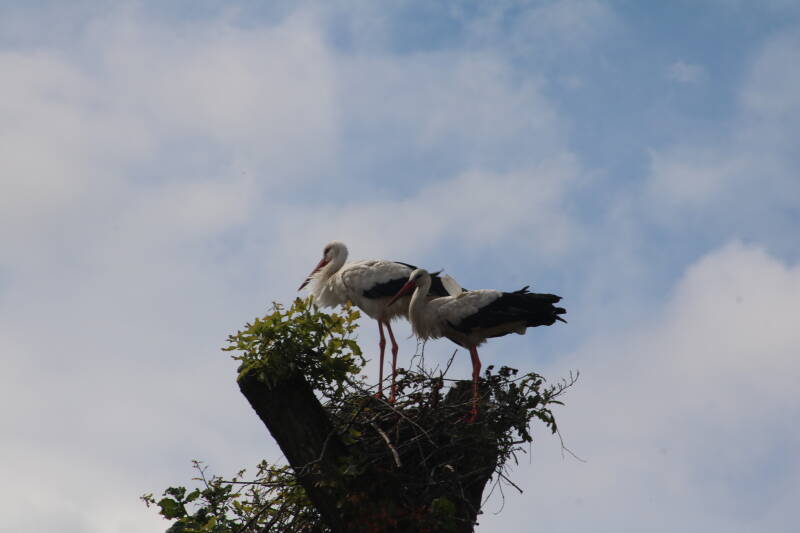 img_3988-standard.jpg