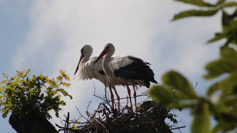 img_3990-standard.jpg