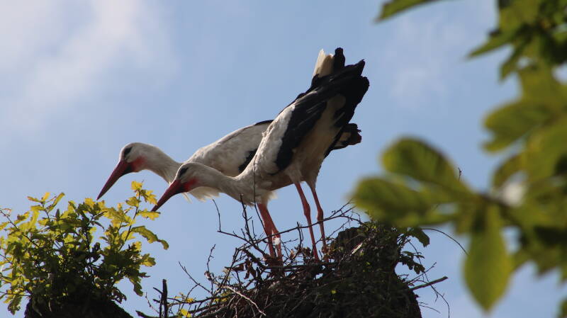 img_3995-standard.jpg