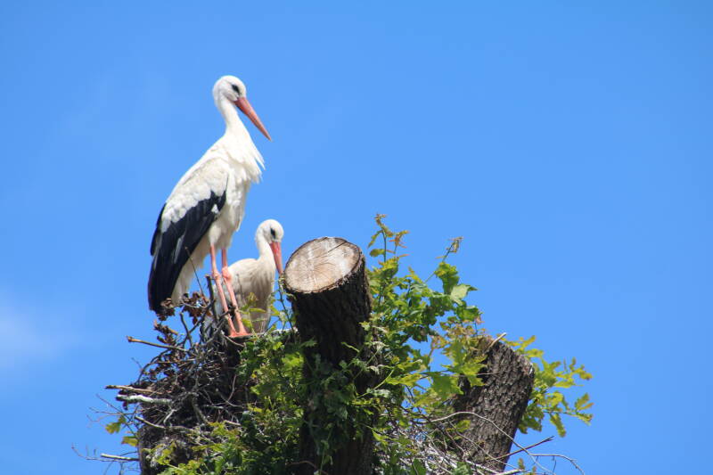 img_3997-standard.jpg