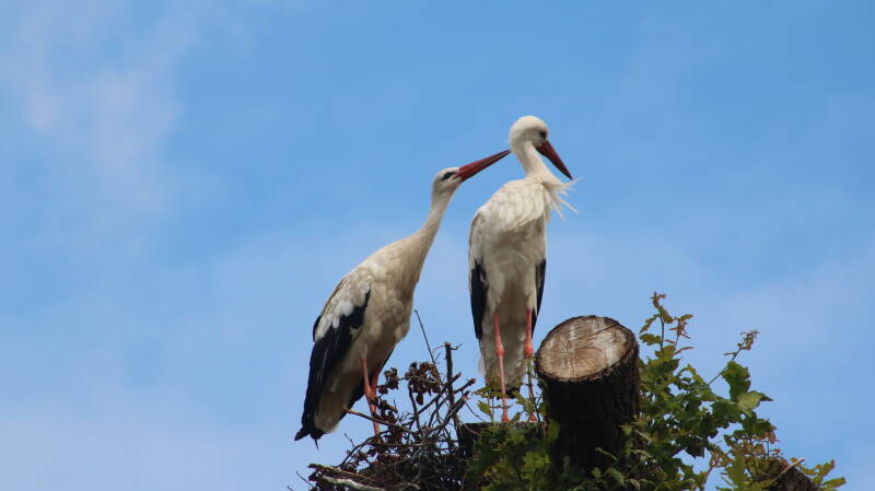 img_4008-standard.jpg