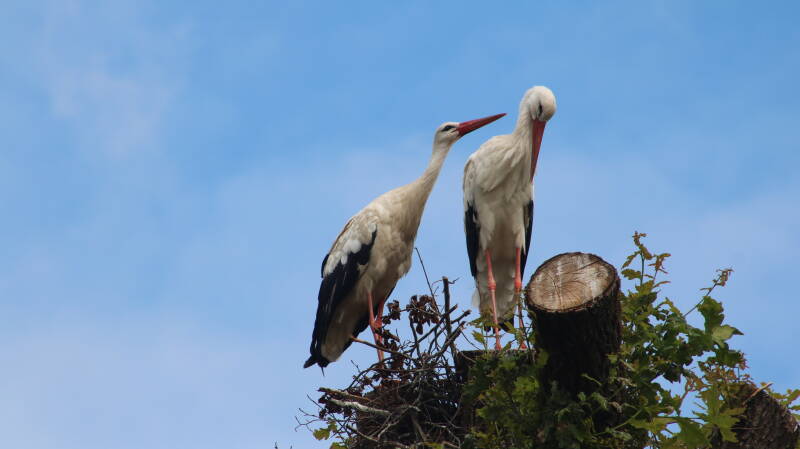 img_4009-standard.jpg