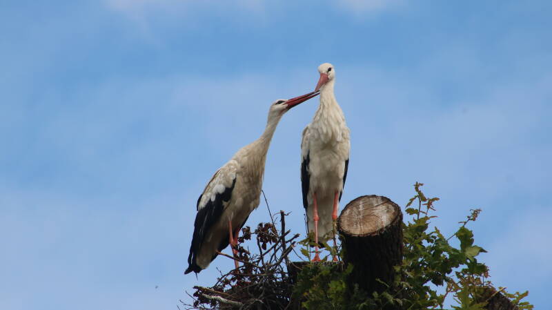 img_4011-standard.jpg