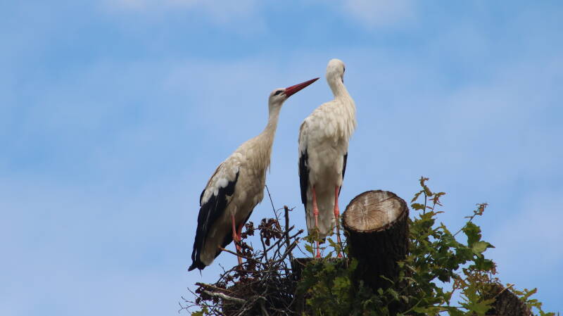 img_4012-standard.jpg