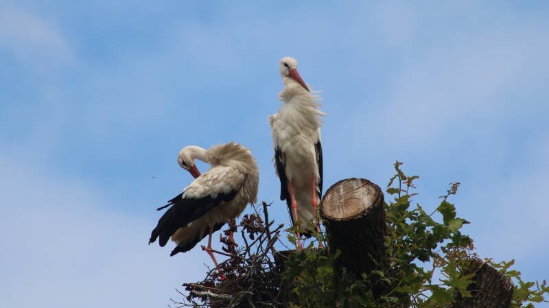 img_4016-standard.jpg