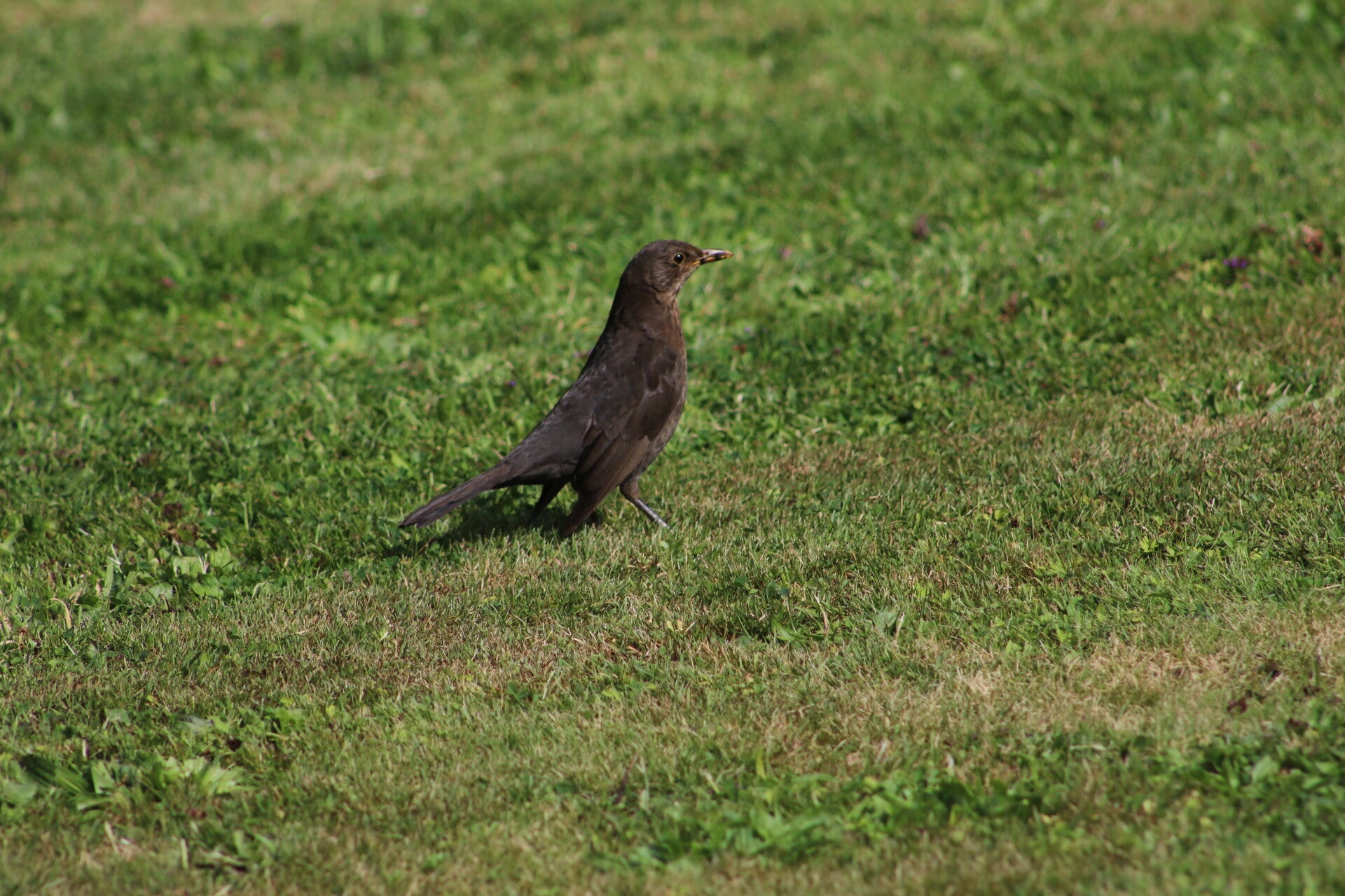 img_7489-standard-guihps.jpg