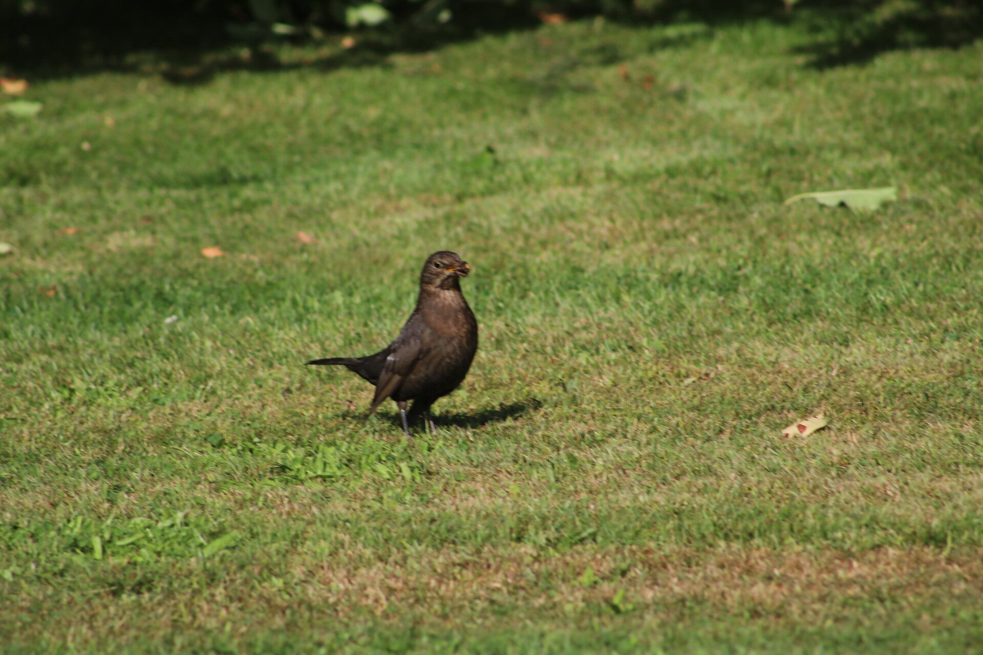 img_7498-standard.jpg