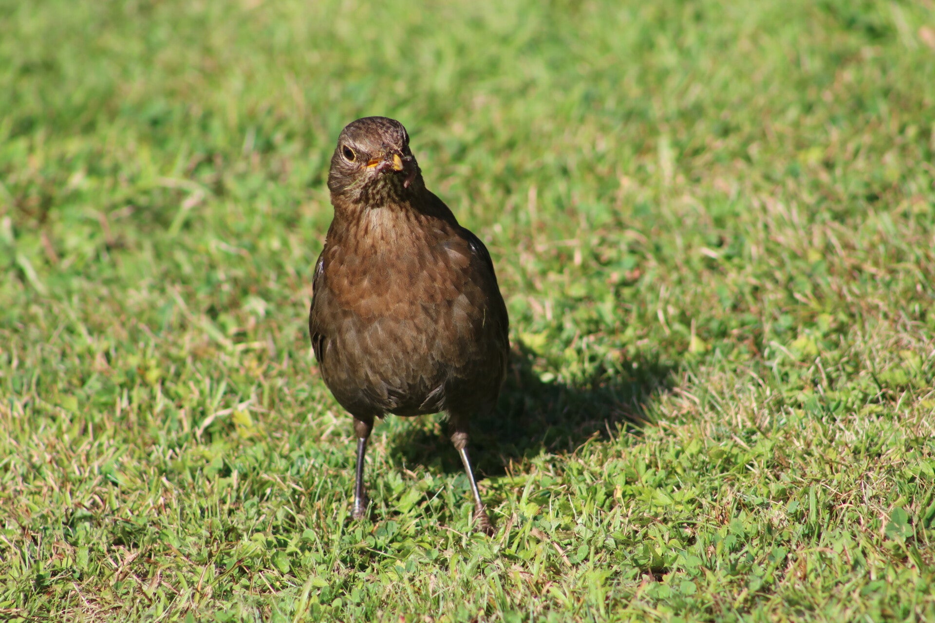 img_7505-standard.jpg