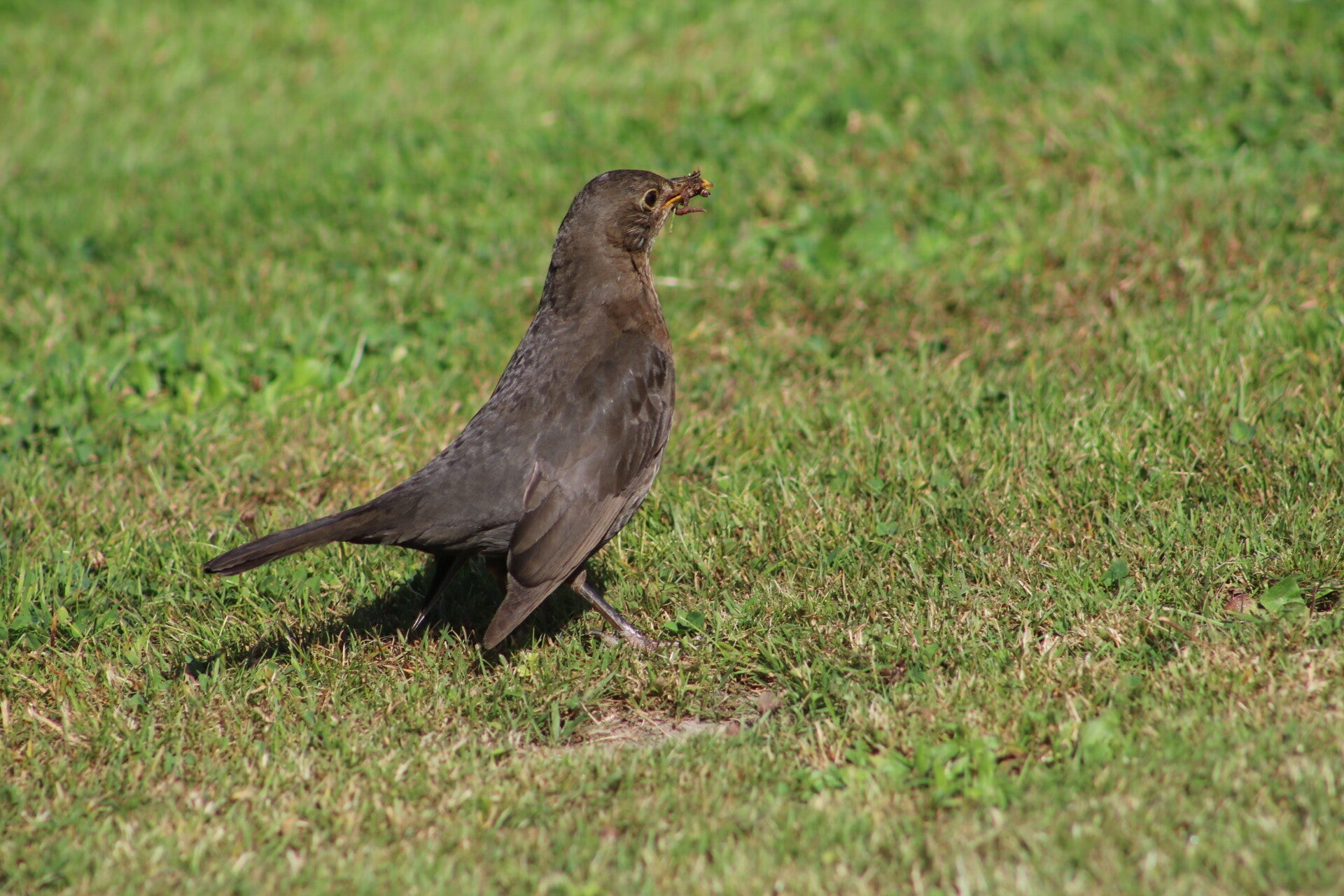 img_7508-standard.jpg
