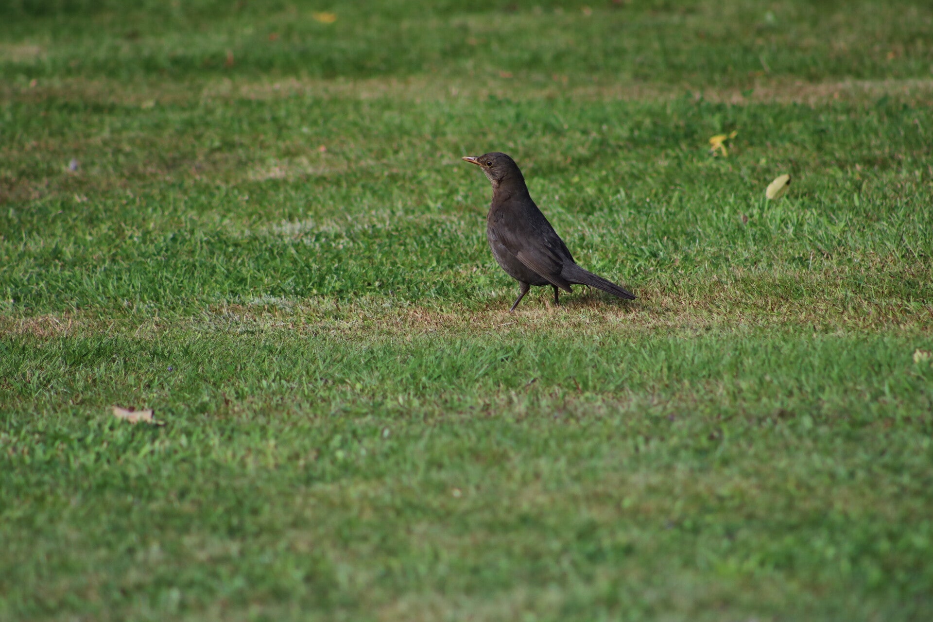img_7522-standard.jpg