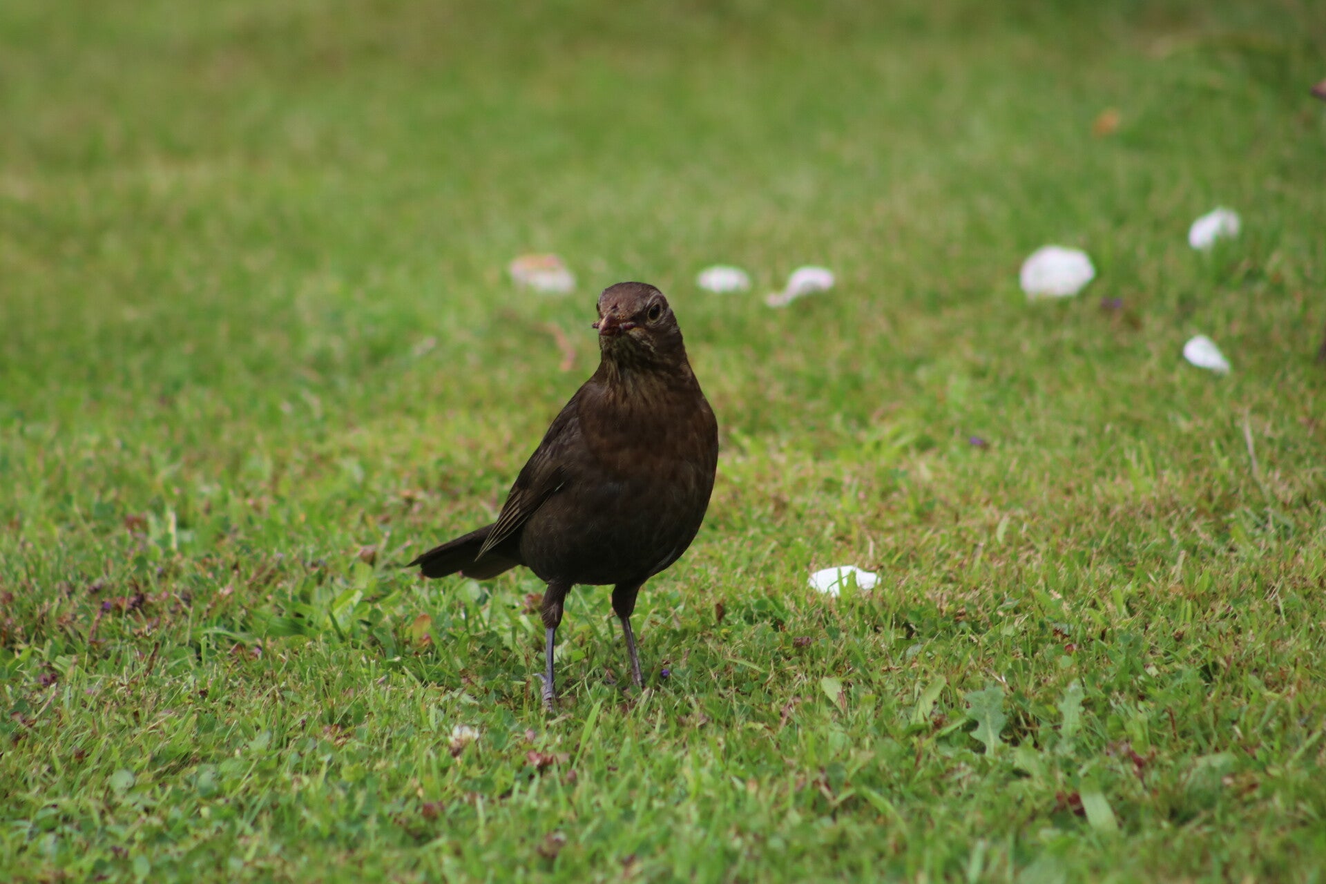 img_7867-standard.jpg