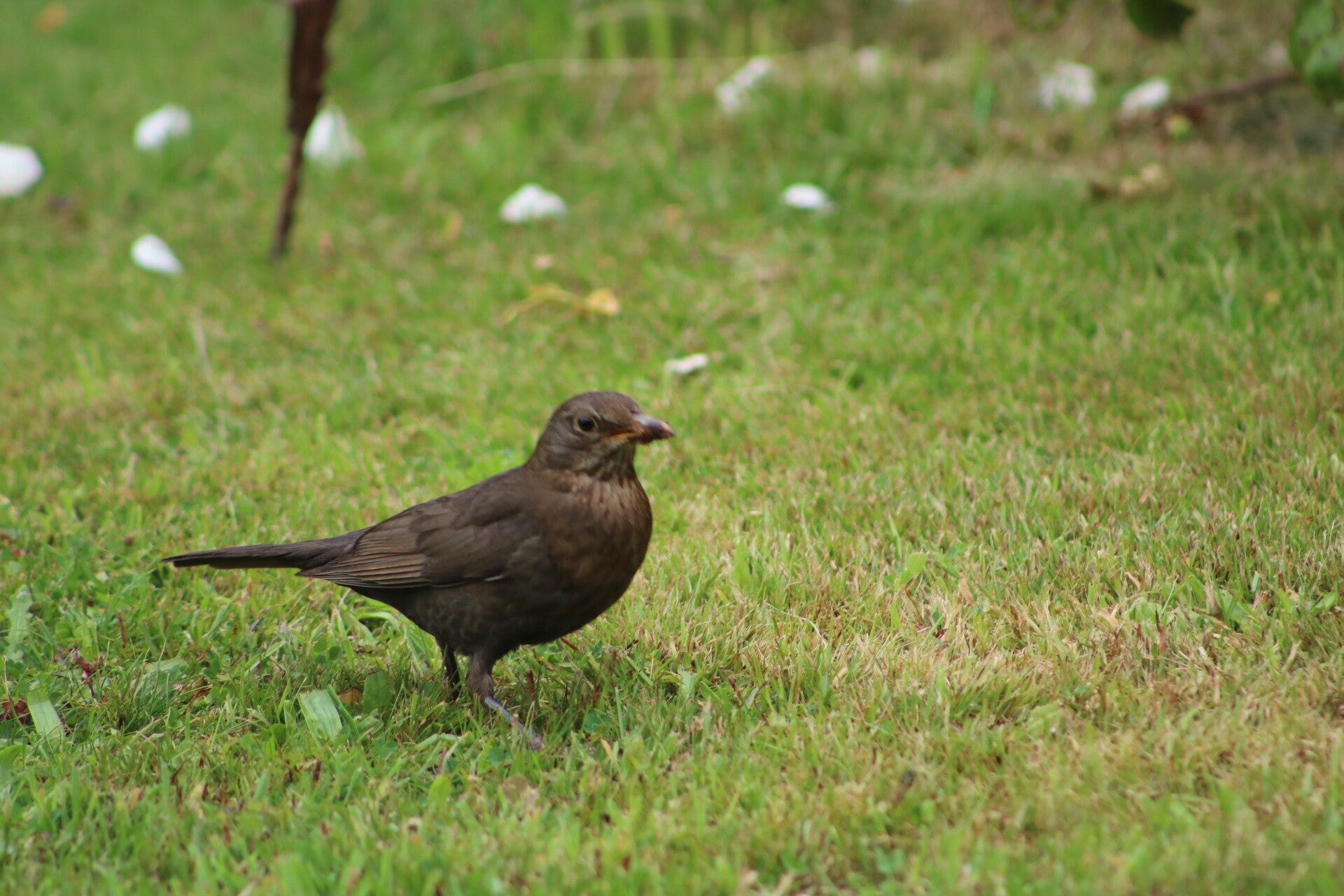 img_7868-standard.jpg