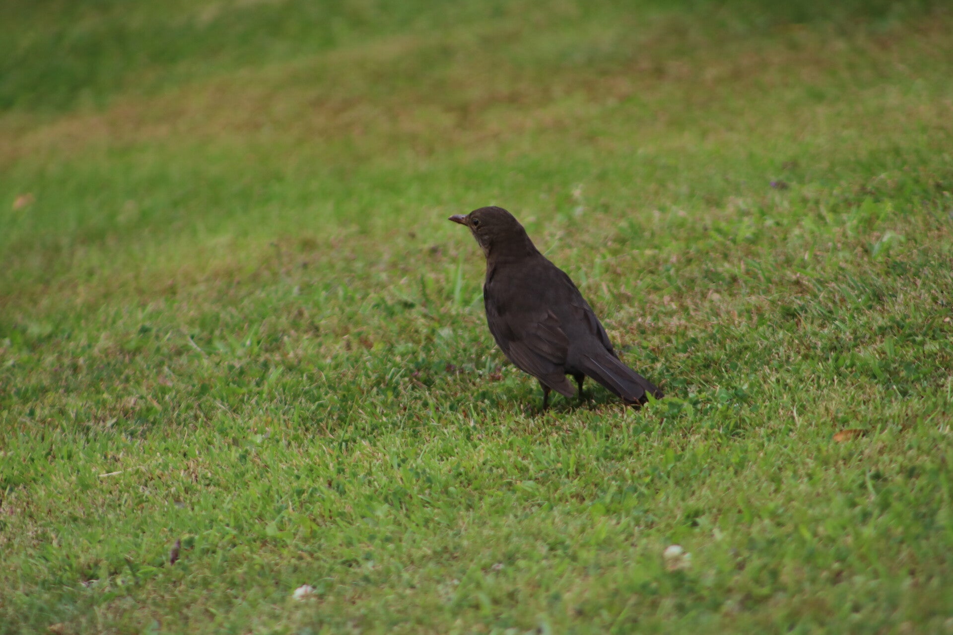 img_7872-standard.jpg