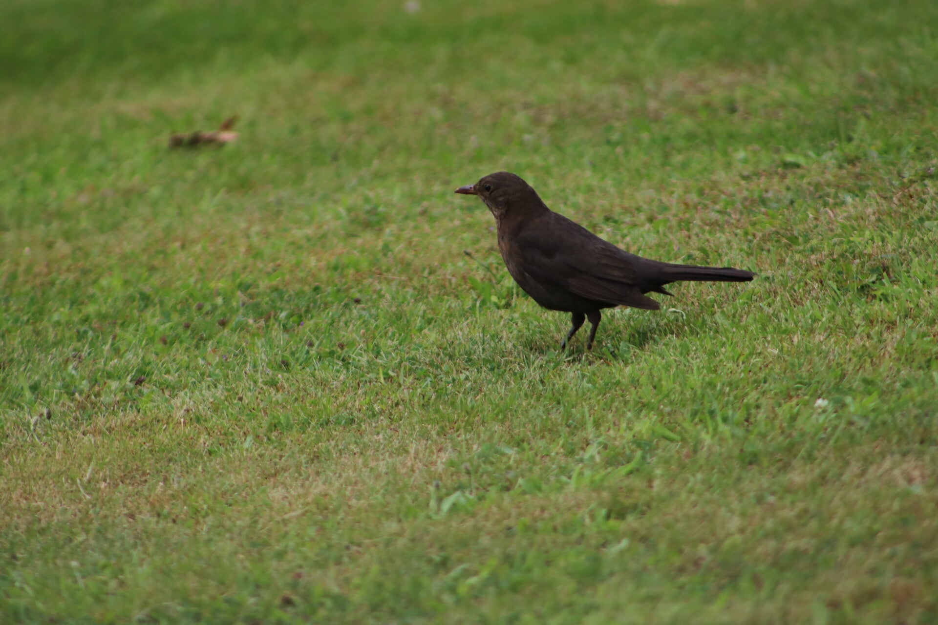 img_7873-standard.jpg